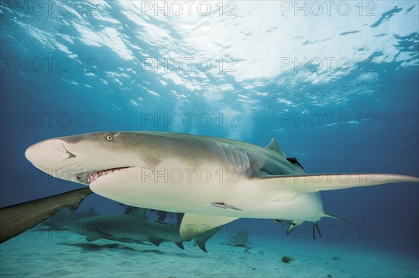 Atlantic Lemon Shark (Negaprion brevirostris)