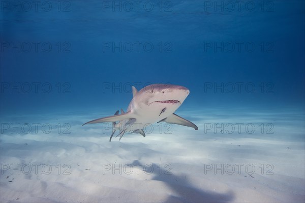 Atlantic Lemon Shark (Negaprion brevirostris) with a Remora (Echeneidae)