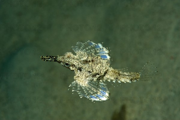 Short Dragonfish or Pegasus Sea Moth (Eurypegasus draconis)