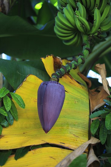 Banana plant (Musa sp.) growing in a banana plantation