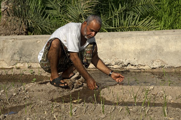 Omani man controlling the irrigation canals in the garden of an oasis