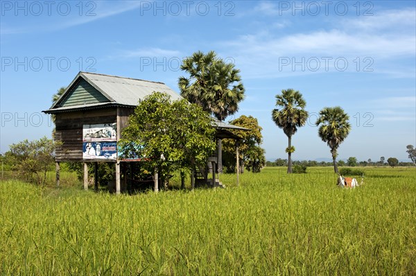 Simple house on stilts