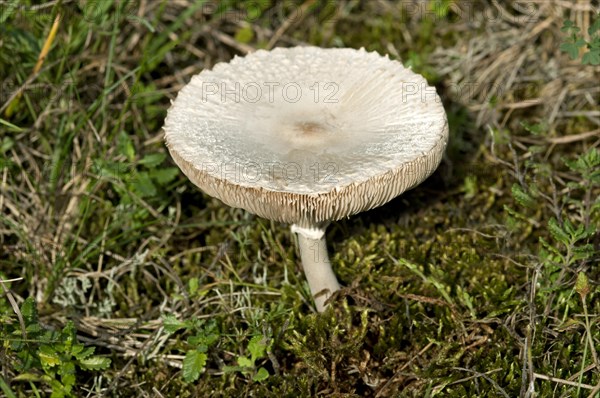 Giant Parasol Mushroom (Macrolepiota konradii)