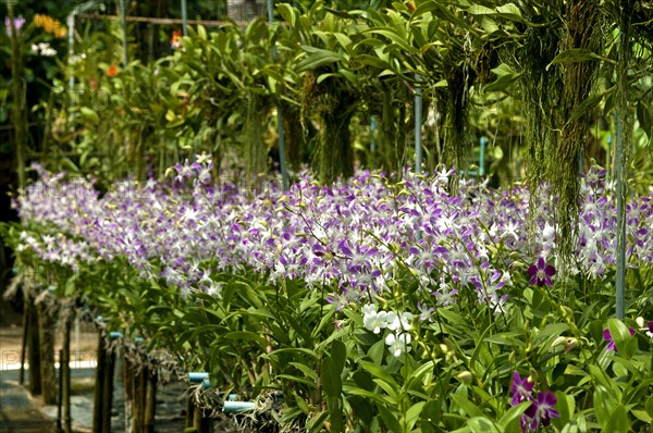 Orchid farm