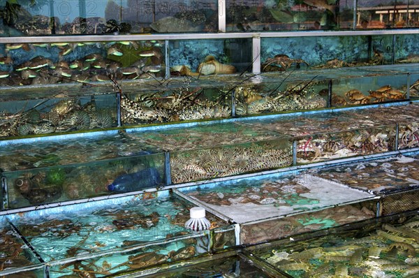 Glass tanks in a restaurant with fish and seafood