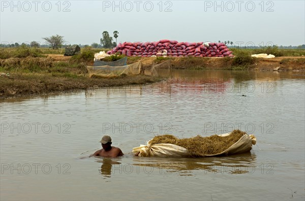 Man up to his neck in a river while transporting rice straw in a floating bag