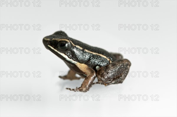 Brilliant thighed poison frog (Allobates femoral)