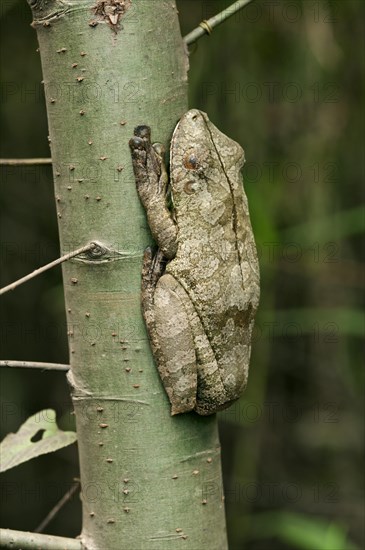 Manaus slender-legged tree frog (Osteocephalus taurinus) in sleeping position on a tree trunk