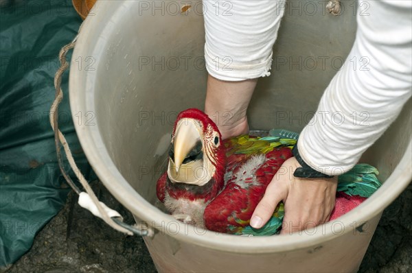 Green-winged Macaw or Red and Green Macaw (Ara chloroptera)