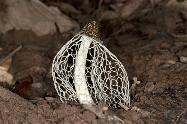 Bamboo fungus