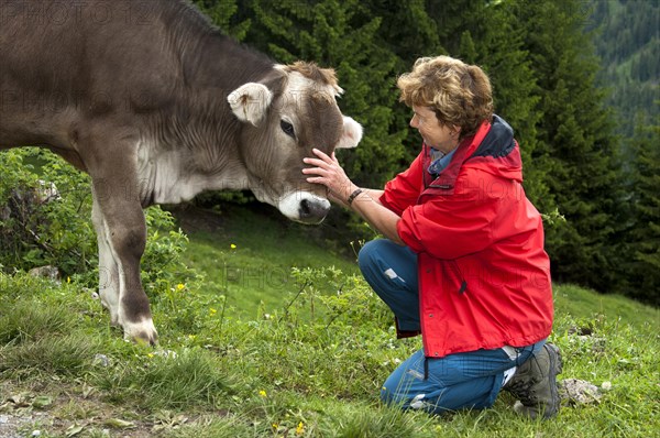 Hiker stroking a Tyrolean Grey Cattle calf