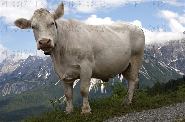 Tyrolese Grey Cattle