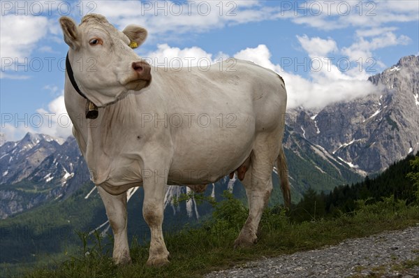 Tyrolese Grey Cattle