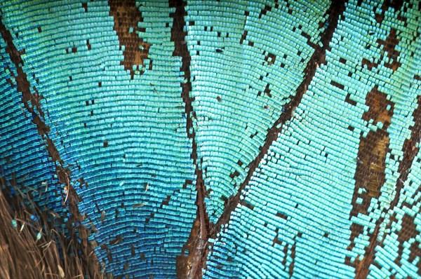 Scales of a butterfly wing from a Meander Prepona (Archaeoprepona meander)