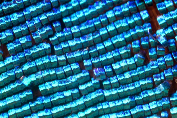 Scales of a butterfly wing from a Meander Prepona (Archaeoprepona meander)