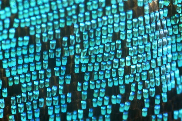 Scales of a butterfly wing from a Meander Prepona (Archaeoprepona meander)