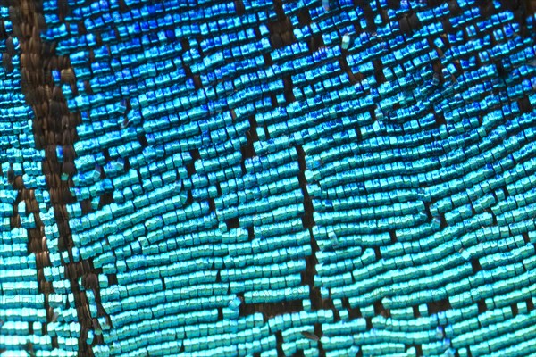 Scales of a butterfly wing from a Meander Prepona (Archaeoprepona meander)