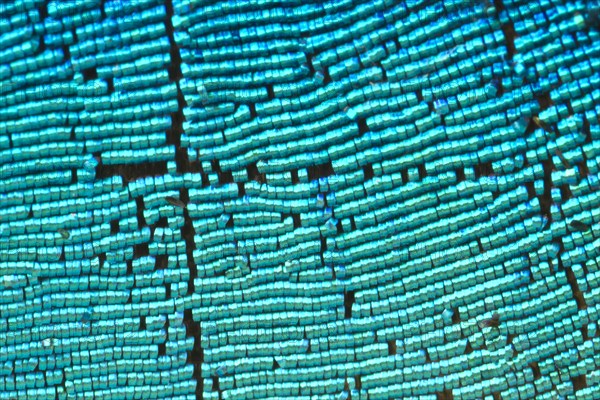 Scales of a butterfly wing from a Meander Prepona (Archaeoprepona meander)