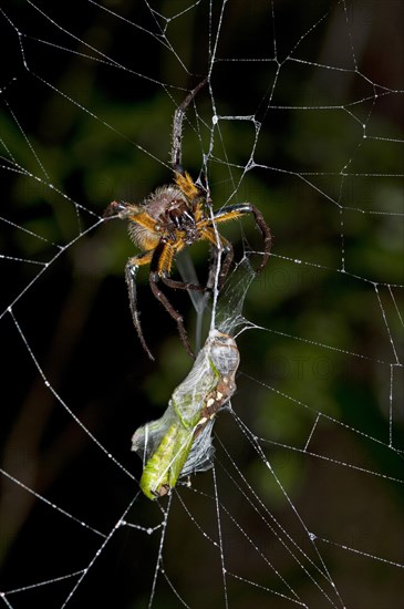 Orb-weaver spider (Eriophora spec.)