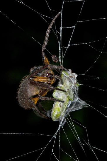 Orb-weaver spider (Eriophora spec.)
