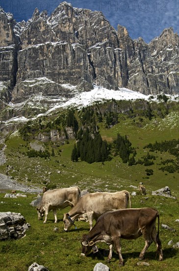 Cattle grazing on the summer pasture in the mountains