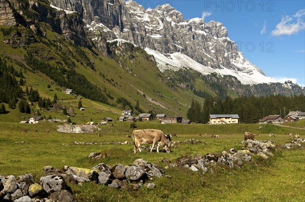 Cattle grazing on Urnberboden Alp