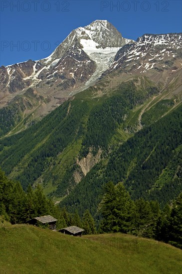 Mt Bietschhorn rising above the forest line