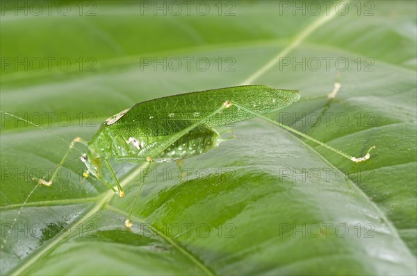 Green colour variant of the Oblong-winged Katydid (Amblycorypha oblongifolia)