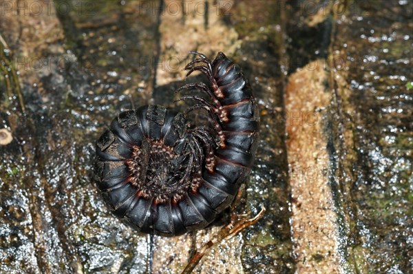 Millipede or Centipede (Myriapoda) rolled up in defence position