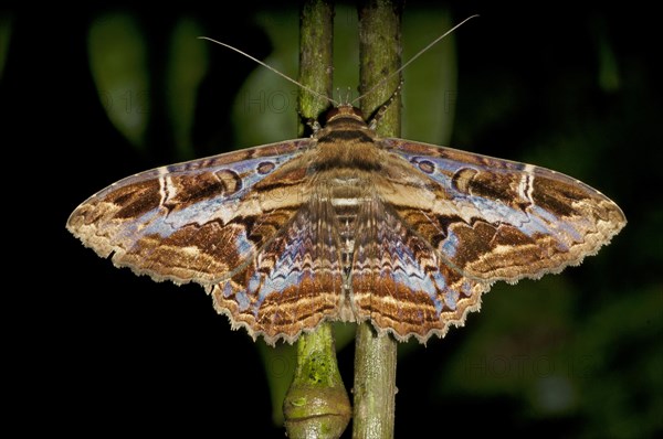 Marbled Witch (Letis orcynia)