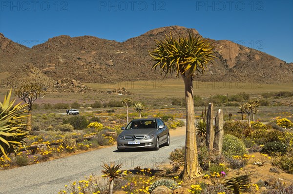 Tarmac road and cars at the entrance to car park for visitors