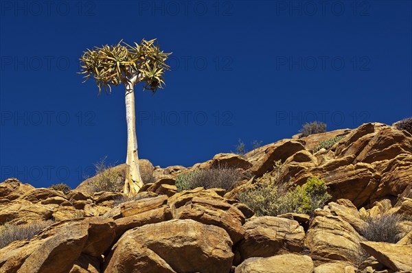 Quiver Tree or Kokerboom (Aloe dichotoma)