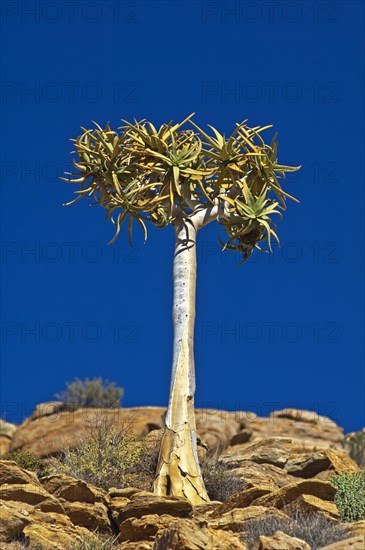 Quiver Tree or Kokerboom (Aloe dichotoma)