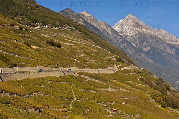 Vineyards alongside the road to Col de la Forclaz mountain pass