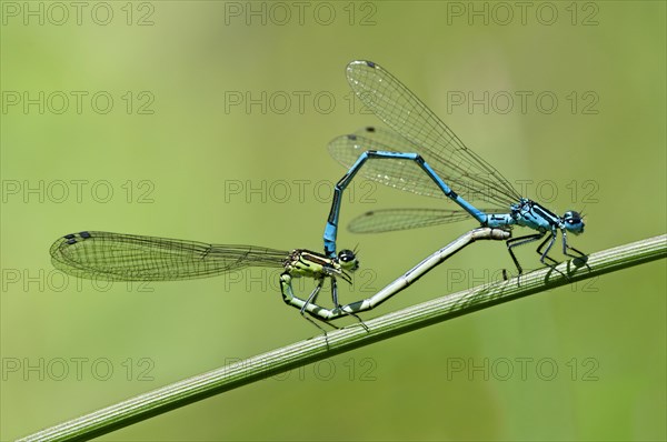 Mating wheel of the Azure Damselfly (Coenagrion puella)