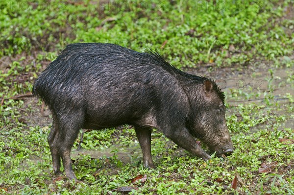 White-lipped Peccary (Tayassu pecari)