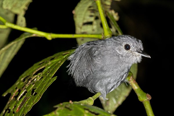 Plain-winged Antshrike (Thamnophilus schistaceus)