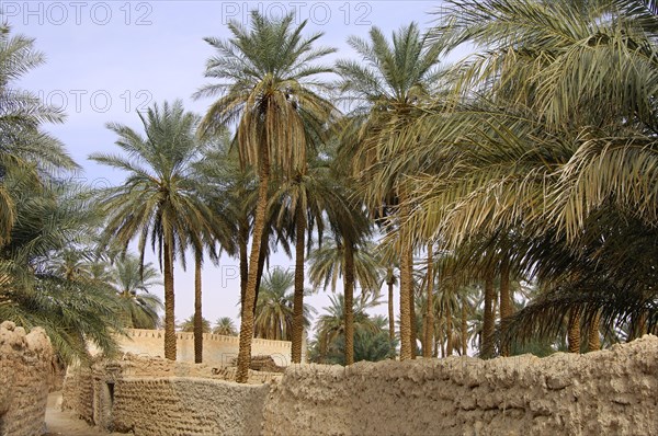 Palm garden in the oasis town of Ghadames