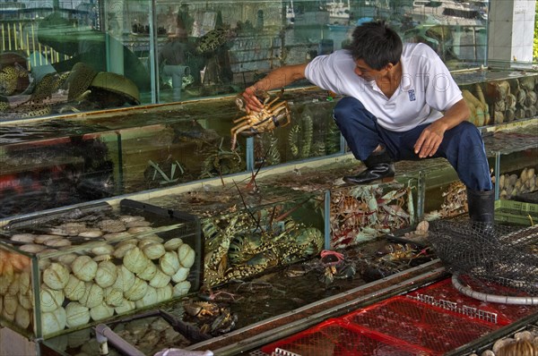 Employees of a fish restaurant controlling basins with live marine animals