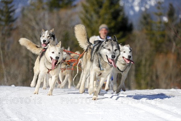 Sled dog race