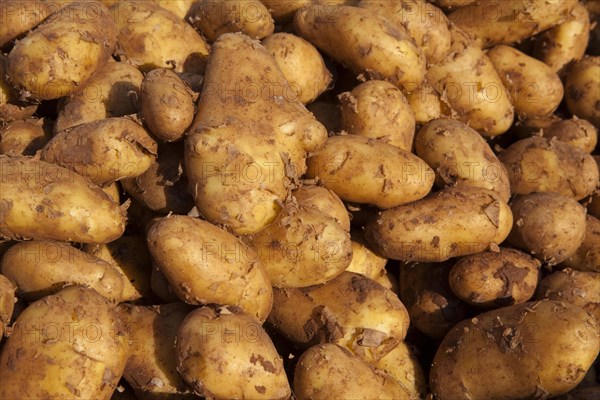 New potatoes (Solanum tuberosum)