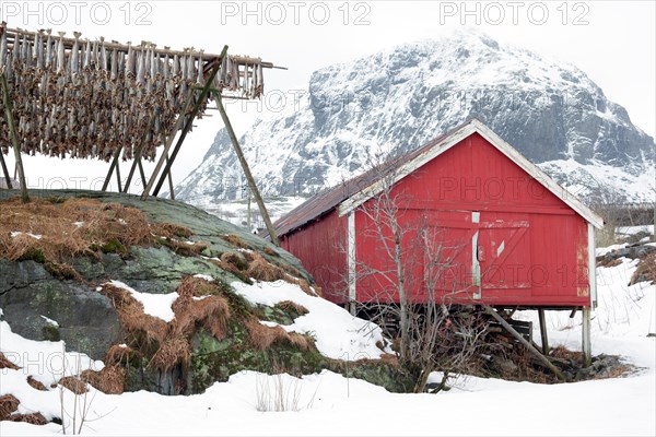Red fishing hut with a drying rack for stockfish in winter