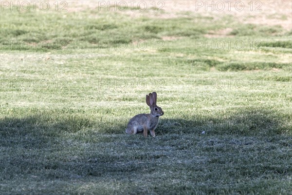 Cottontail rabbit (Sylvilagus audubonii) with three ears