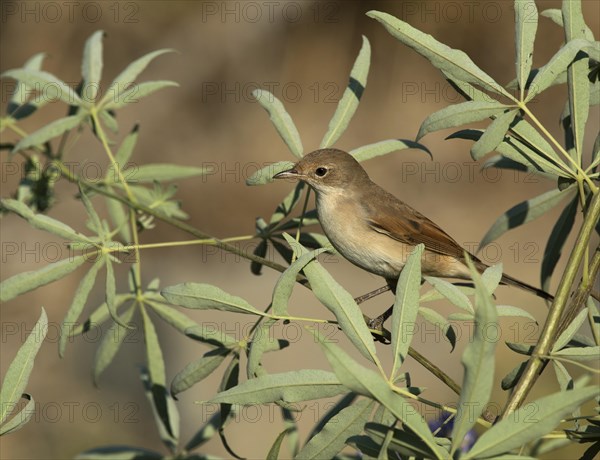 Common Whitethroat (Sylvia communis)