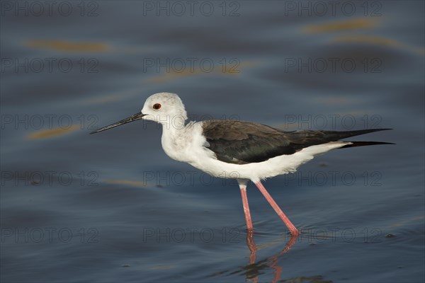 Black-winged Stilt