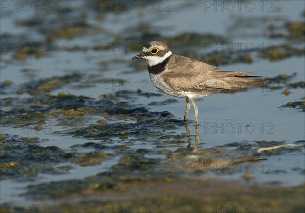 Little Ringed Plover (Charadrius dubius)