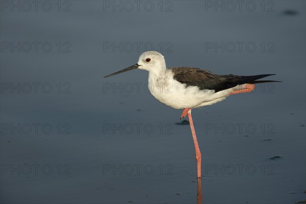 Black-winged Stilt