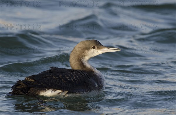 Black-throated Loon (Gavia arctica)