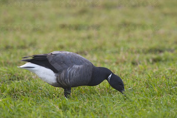 Brent Goose or Brant Goose (Branta bernicla)