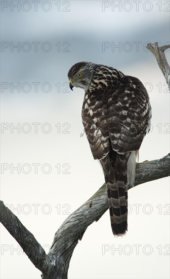 Northern Goshawk (Accipiter gentilis)